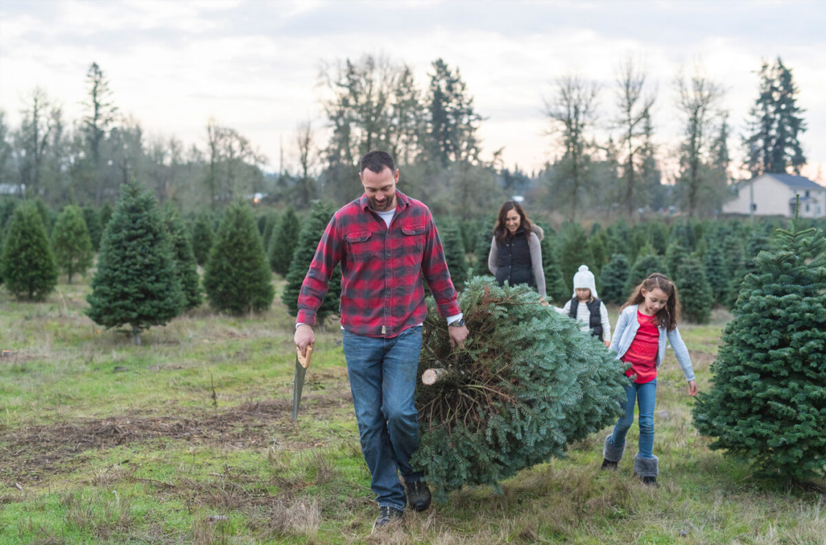 Coupe d'un sapin de Noël à la ferme