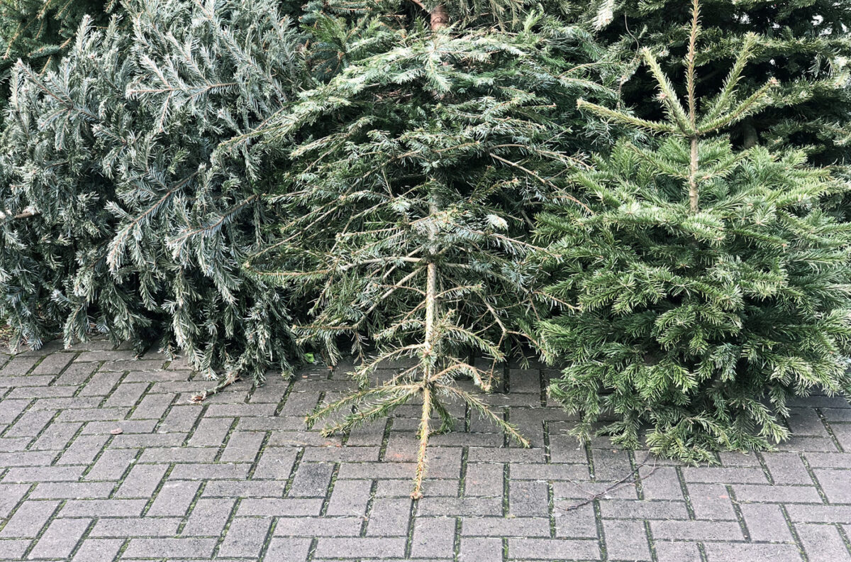 Les arbres de Noël jetés empilés sur la chaussée