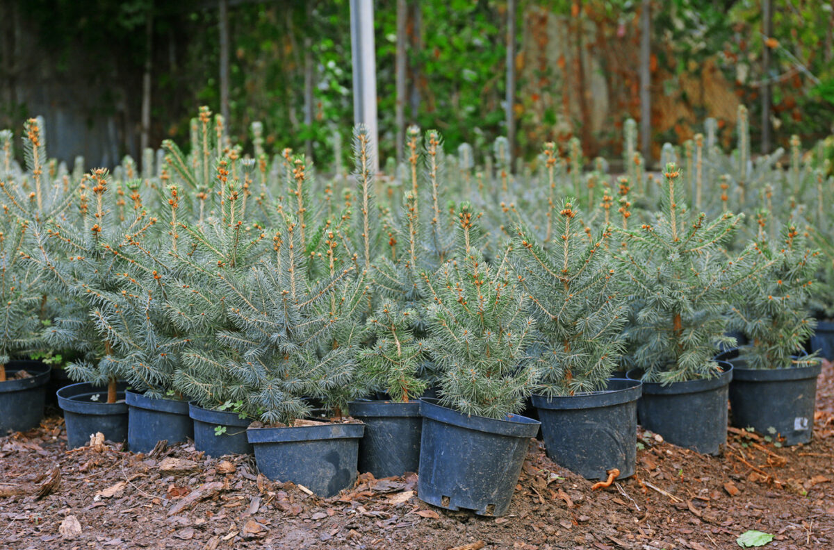 Pots avec de jeunes plants de sapins en serre