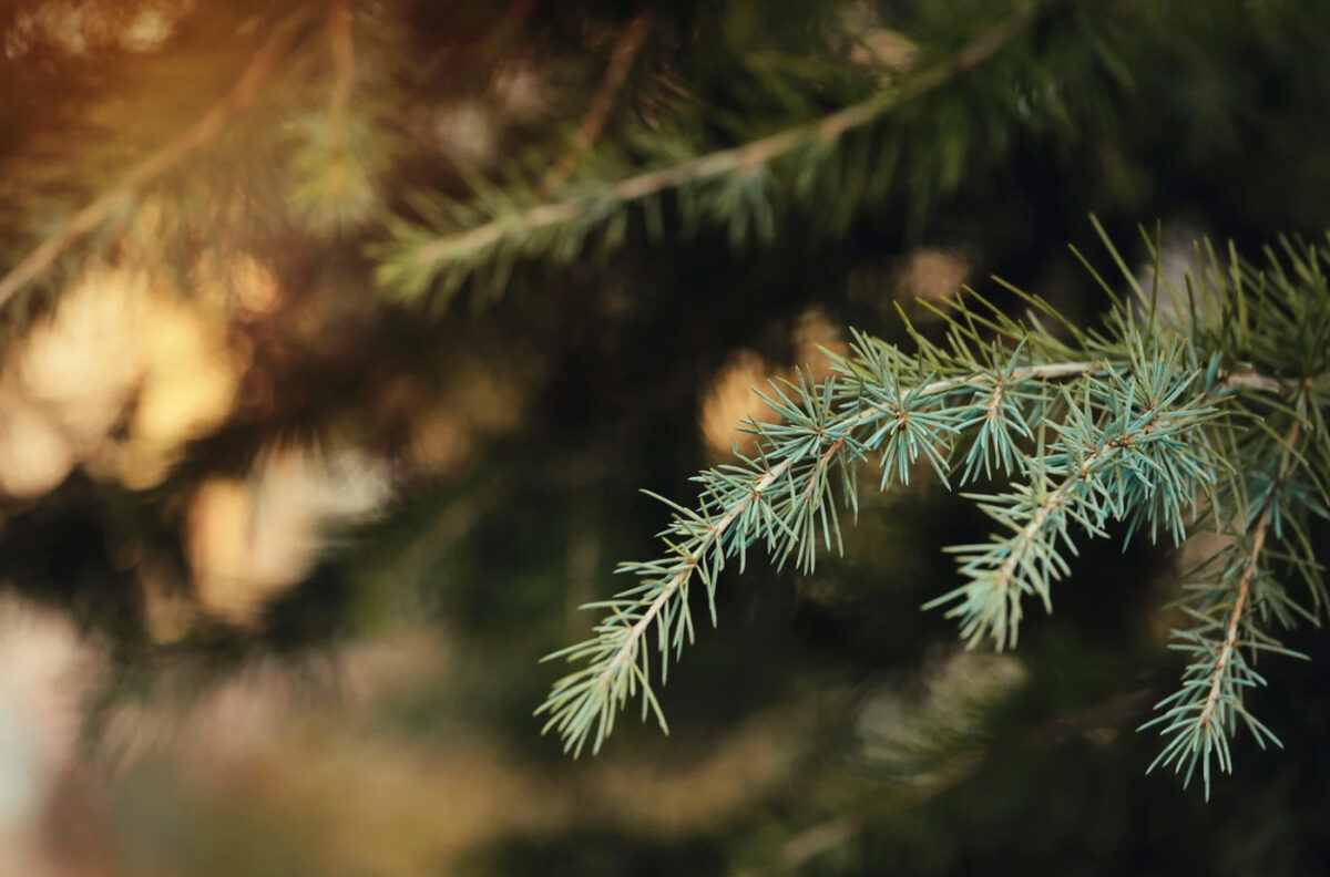 Arbre de Noël naturel